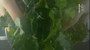 【面皮】1.鍋中水開時，放挑揀好的艾草和一撮小蘇打，第一遍煮開后倒掉，重新加水大火煮開后，小火煮1小時。煮爛的艾草用紗布瀝干。